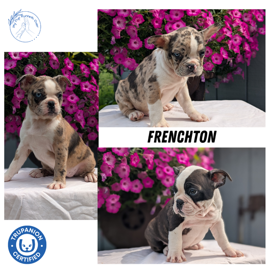 FRENCHTON (06/25) FEMALE