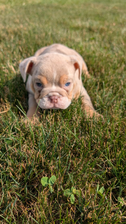 ENGLISH BULLDOG (06/30) MALE