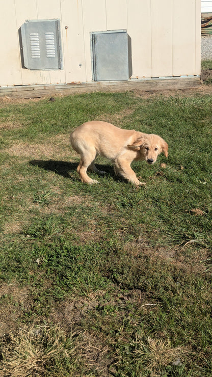 GOLDEN RETRIEVER (06/24) FEMALE