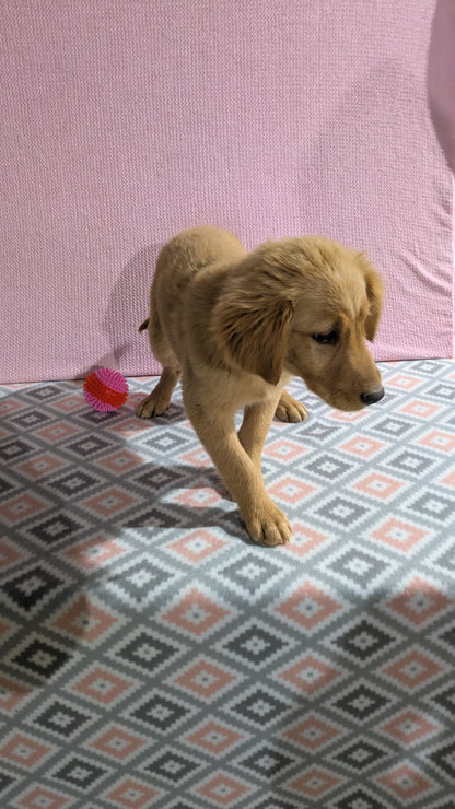 GOLDEN RETRIEVER (11/09) FEMALE