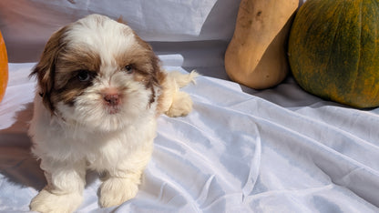 SHIH TZU (07/18) MALE