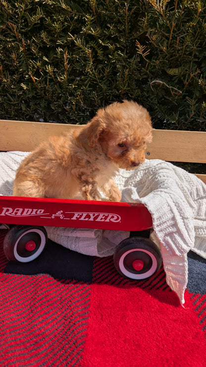 TOY POODLE (01/23) FEMALE