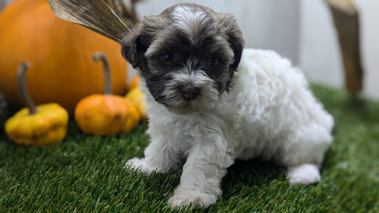 HAVANESE (08/23) FEMALE
