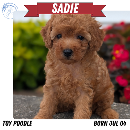TOY POODLE (07/04) FEMALE