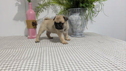 PUG (02/04) FEMALE