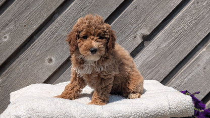 MINI POODLE (MAY 12) FEMALES