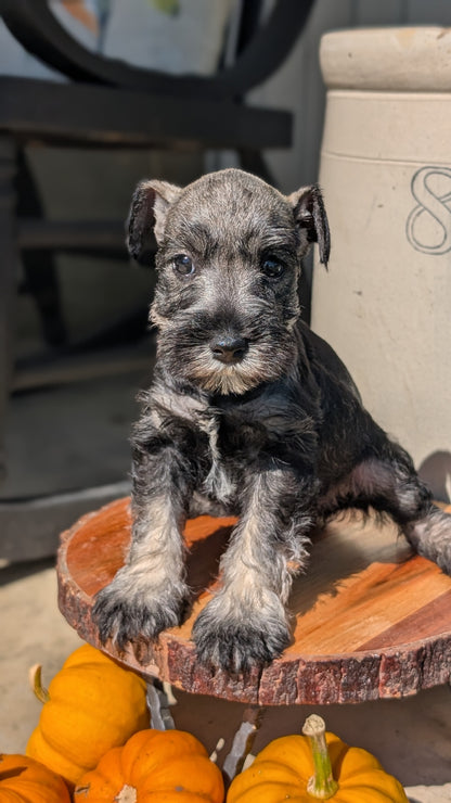 MINI SCHNAUZER (AUG 24) 8 FEMALES
