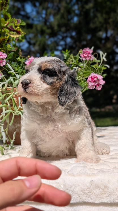 MINI BERNEDOODLE (06/11) FEMALE