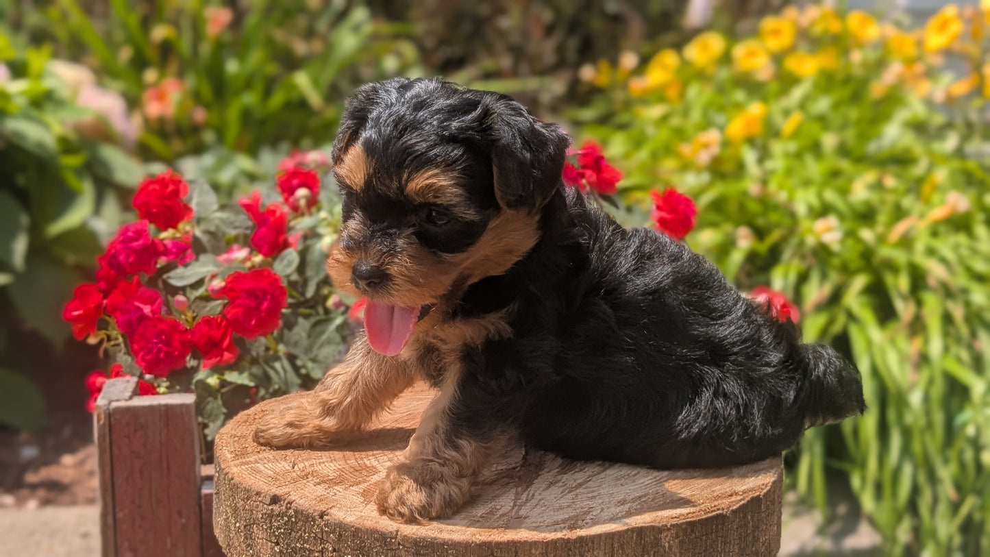 YORKIPOO (MAY 26) MALES