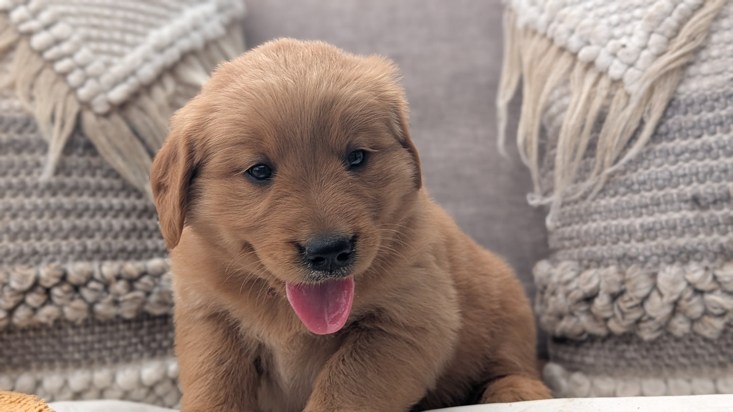 GOLDEN RETRIEVER (JUL 01) FEMALES