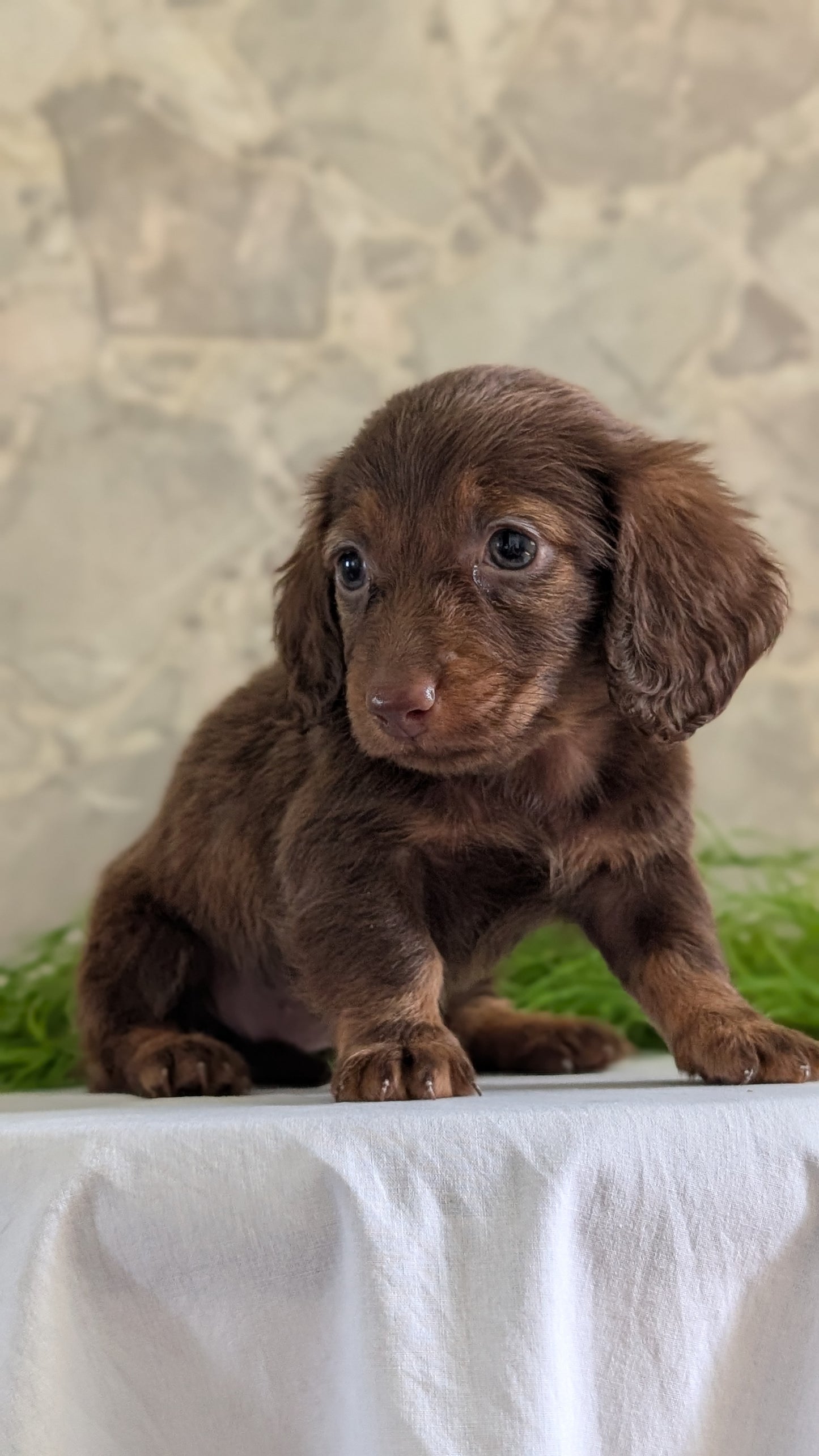 MINI DACHSHUND (APR 29) FEMALES