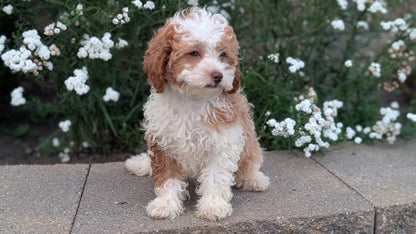 CAVAPOO (05/29) FEMALE