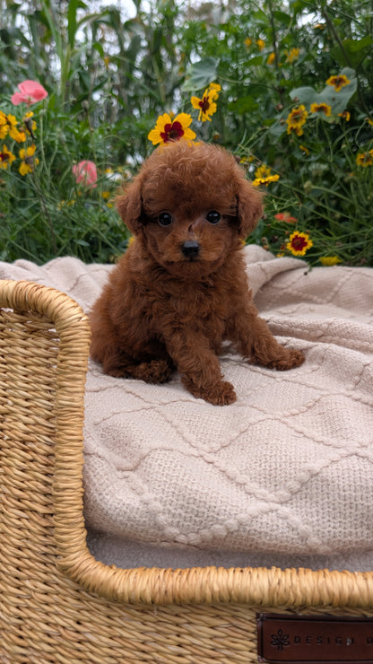 TOY POODLE (07/01) MALE