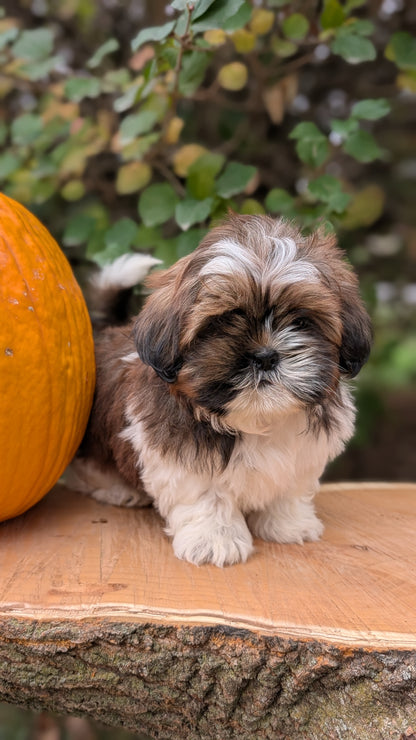 SHIH TZU (08/19) MALE