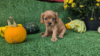 CAVALIER (08/12) MALE