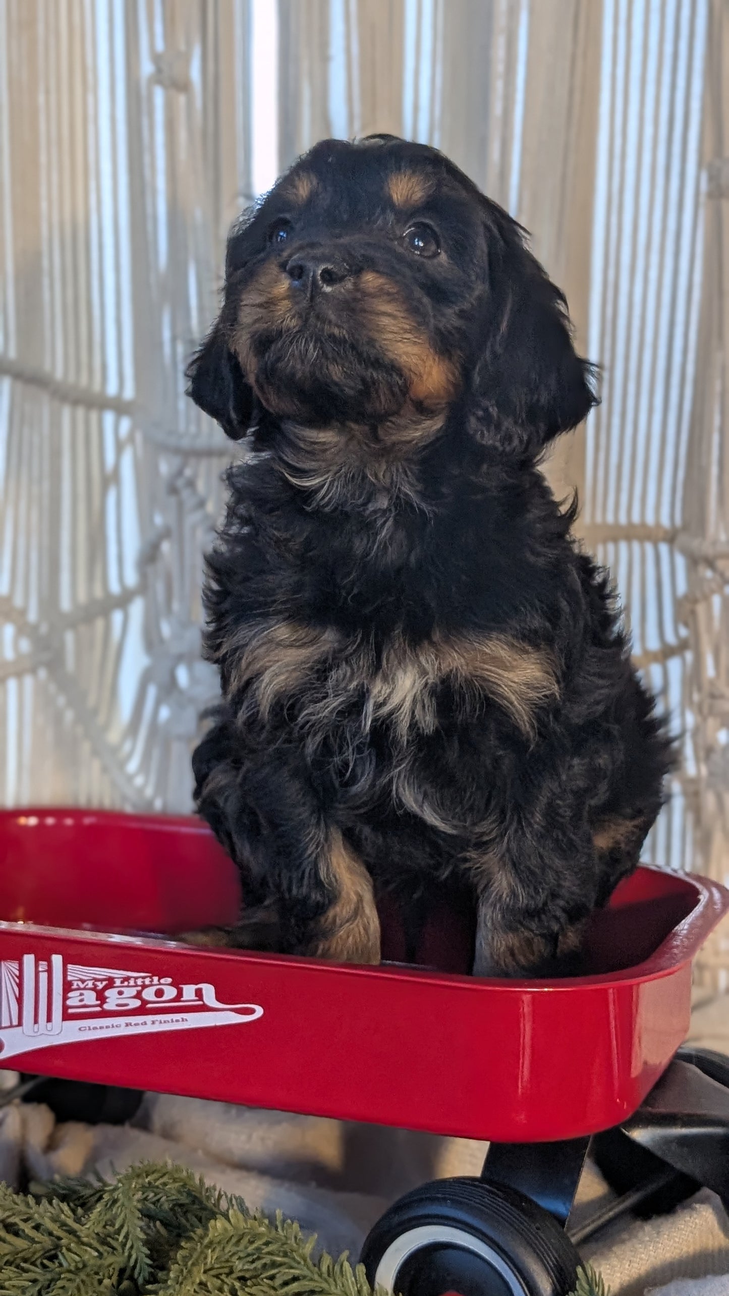 CAVAPOO (NOV 17) MALES