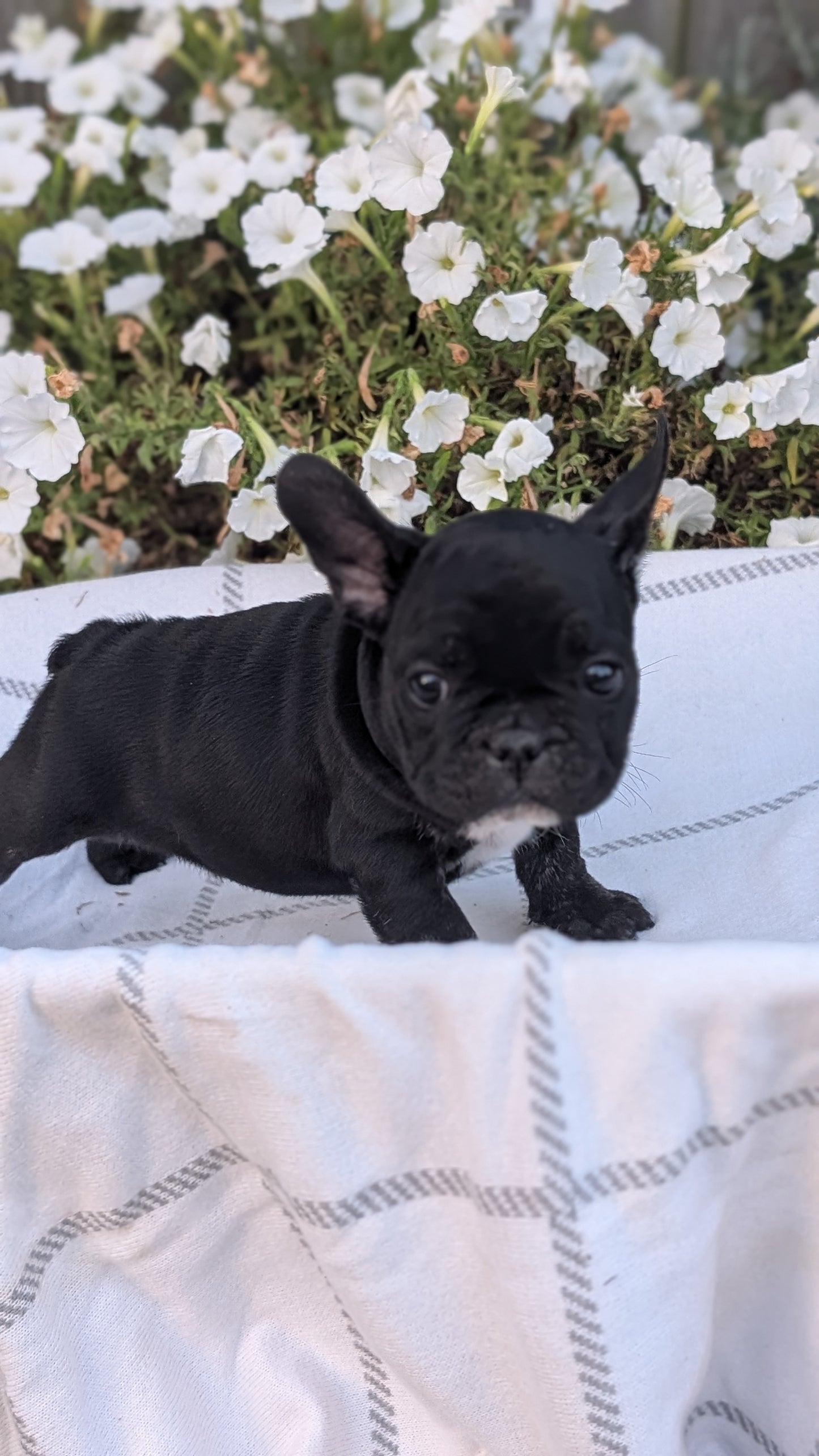 FRENCH BULLDOG (07/15) MALE