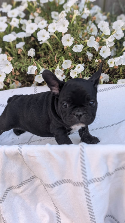 FRENCH BULLDOG (07/15) MALE