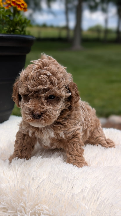 MINI POODLE (MAY 12) FEMALES