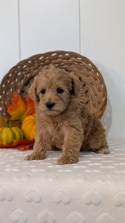 SCHNOODLE (SEP 03) 4 FEMALES/3 MALES
