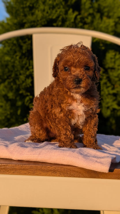 MINI POODLE (MAY 12) FEMALES