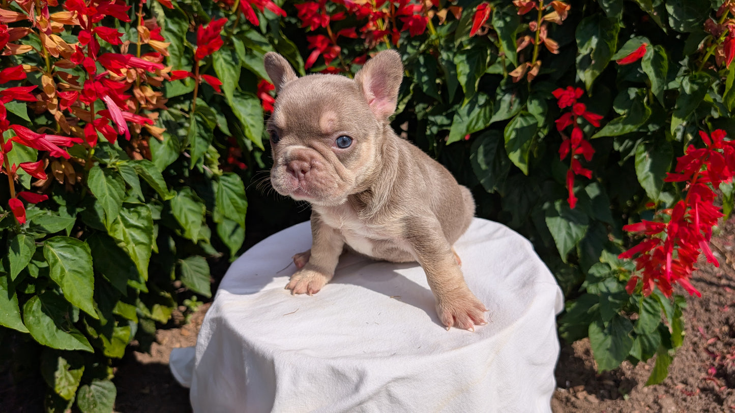 FRENCH BULLDOG (06/27) FEMALE