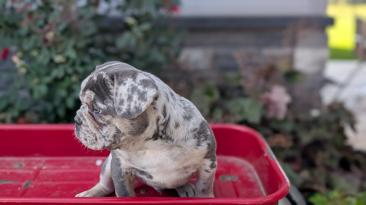 FRENCH BULLDOG (MAY 27) MALES