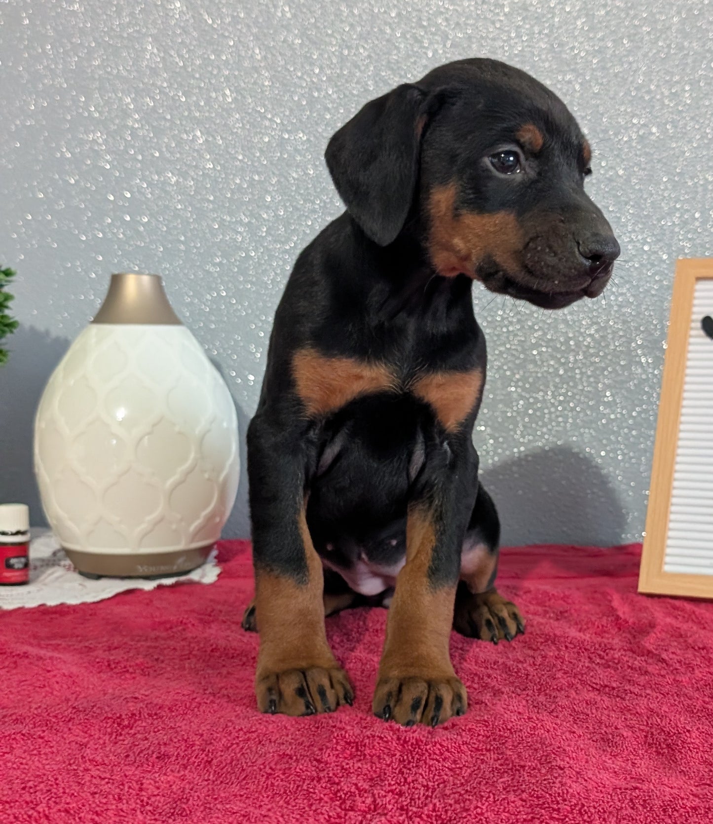 DOBERMAN PINSCHER (OCT 17) FEMALES