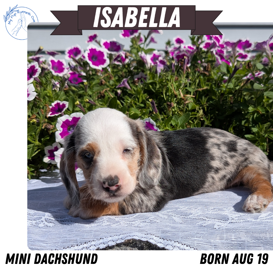 MINI DACHSHUND (08/19) FEMALE
