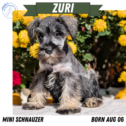 MINI SCHNAUZER (08/06) FEMALE