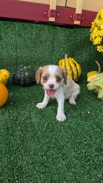 CAVALIER (08/12) FEMALE