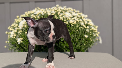 BOSTON TERRIER (JUL 11) 4 FEMALES/4 MALES