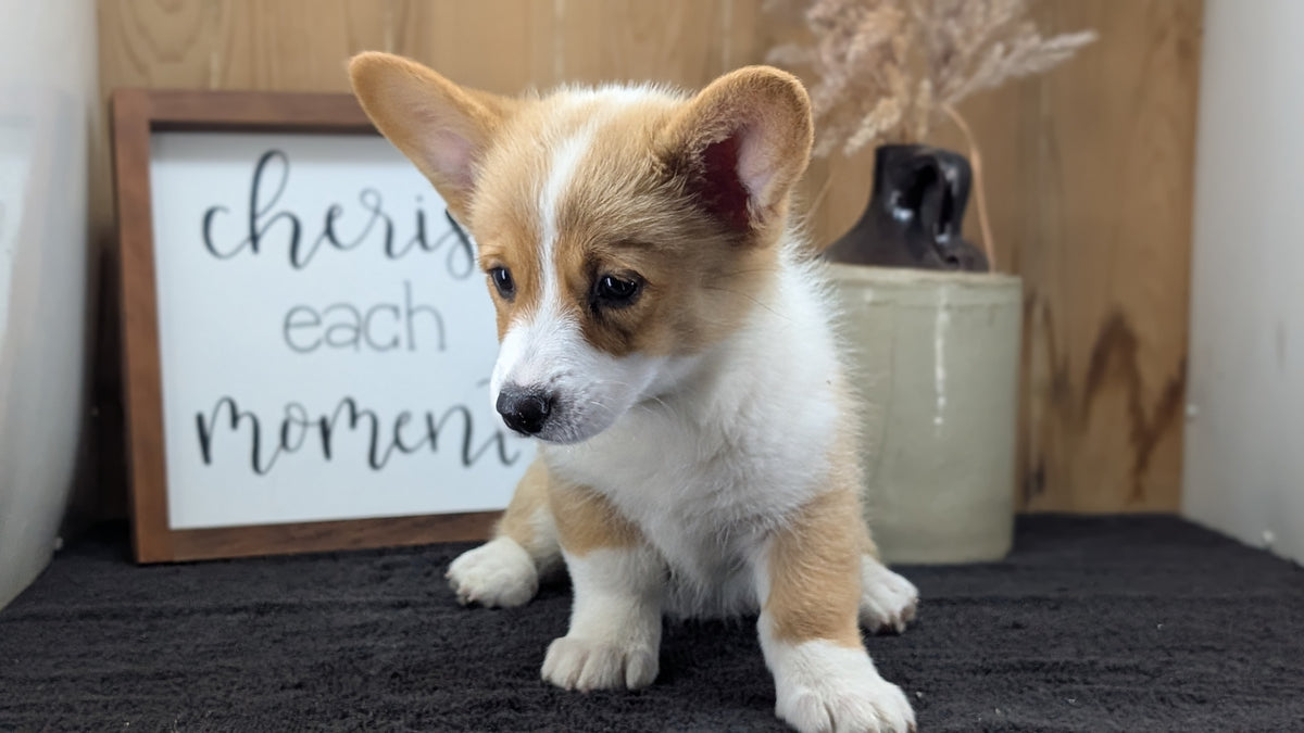 CORGI (JUL 13) 2 FEMALES/3 MALES