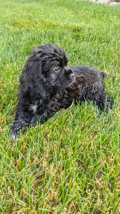 COCKER SPANIEL (05/01) MALE