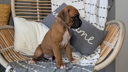 BOXER (OCT 12) MALES