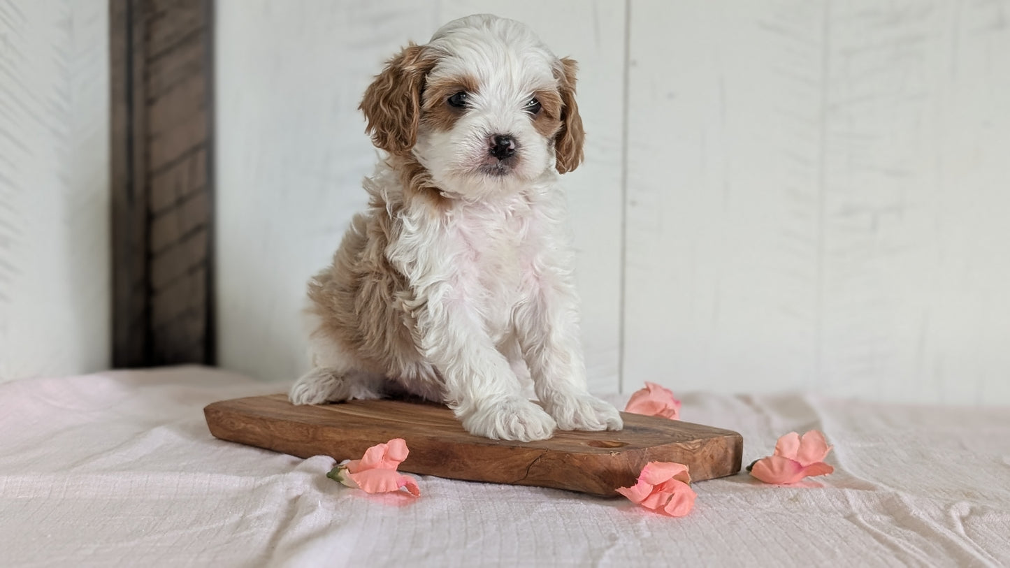 CAVAPOO (FEB 11) MALES