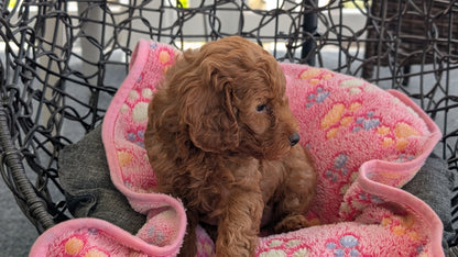 TOY POODLE (JUN 22) MALES