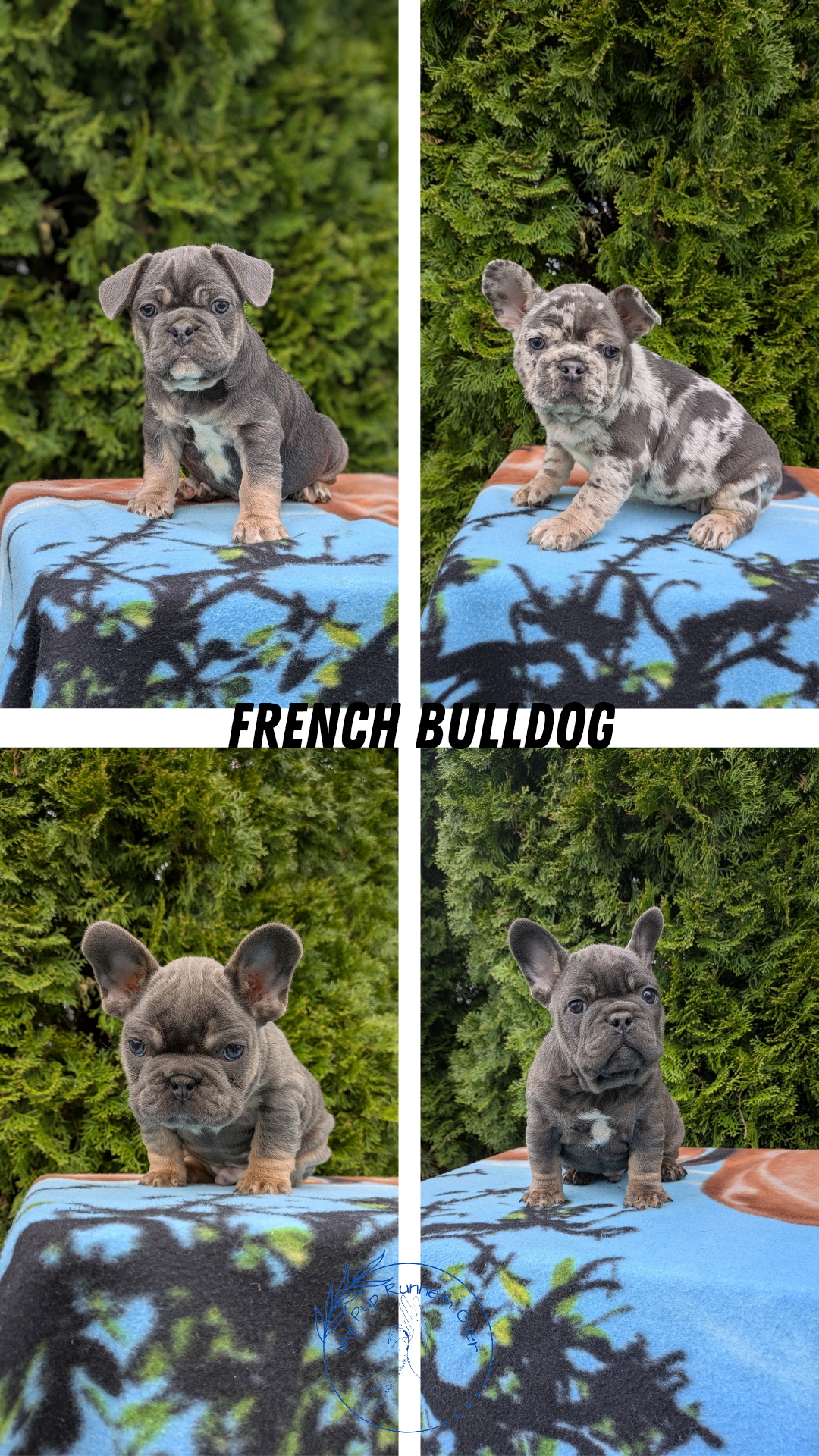 FRENCH BULLDOG (03/04) MALE