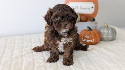 SHIHPOO (07/26) FEMALE