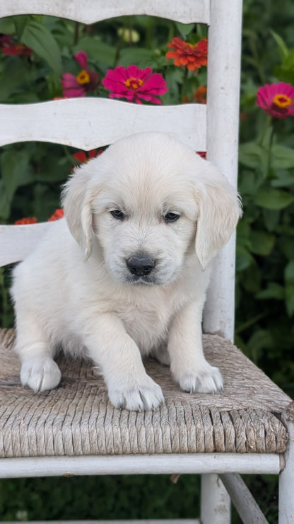 ENGLISH CREAM RETRIEVER (AUG 19) 3 MALES/4 FEMALES