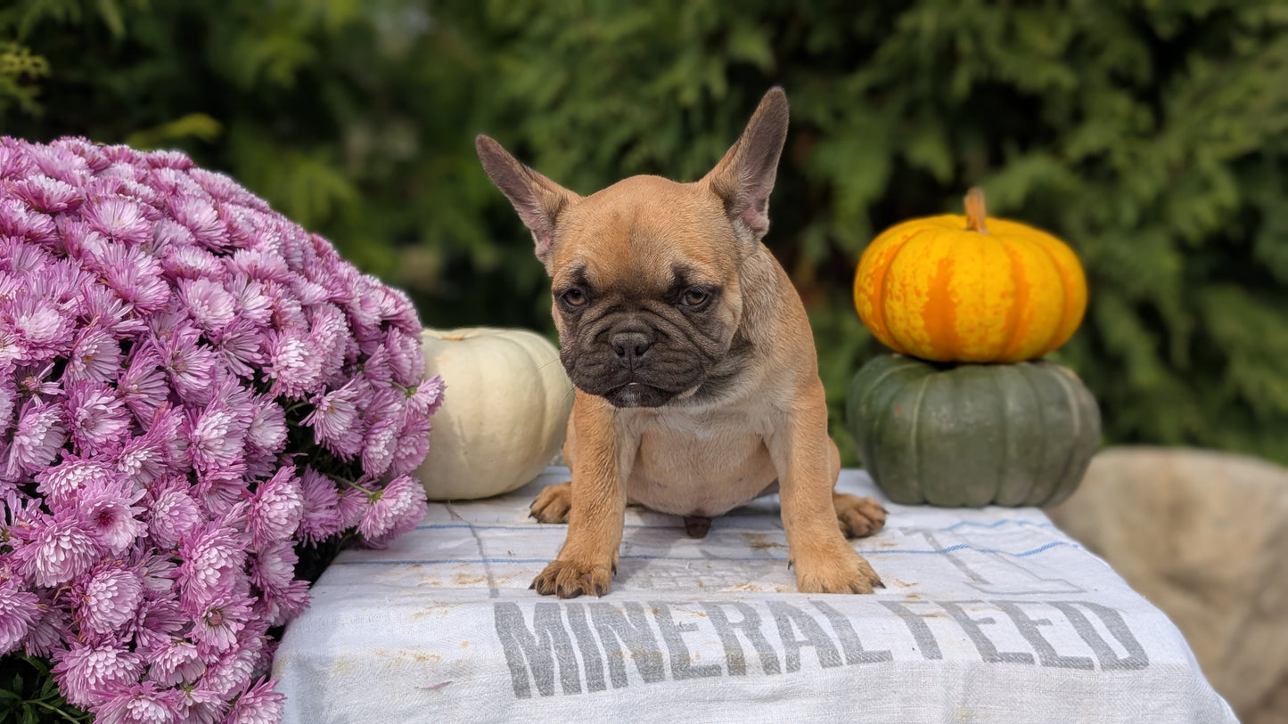 FRENCH BULLDOG (07/15) MALE
