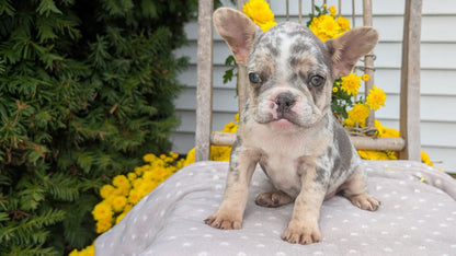 FRENCH BULLDOG (07/29) FEMALE
