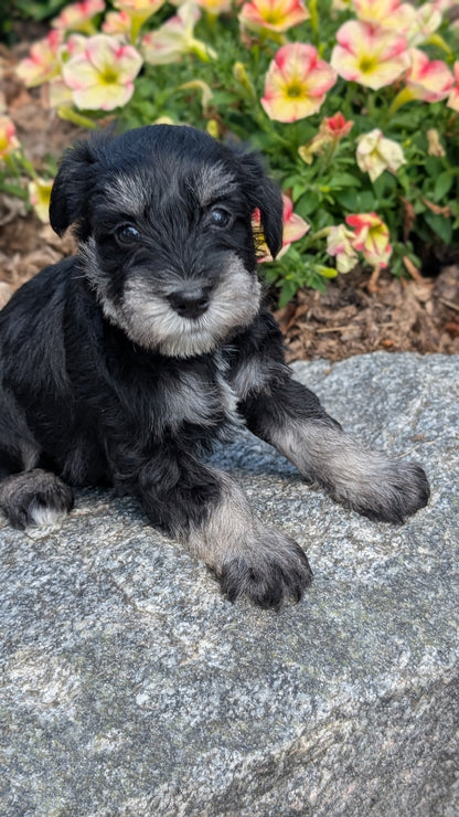 MINI SCHNAUZER (05/29) MALE