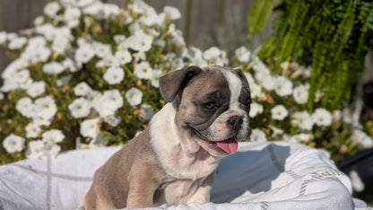 FRENCH BULLDOG (07/03) FEMALE