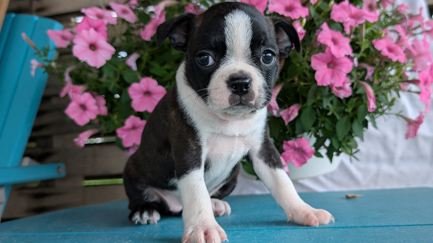BOSTON TERRIER (06/29) FEMALE