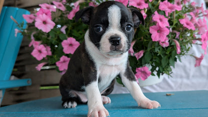 BOSTON TERRIER (06/29) FEMALE