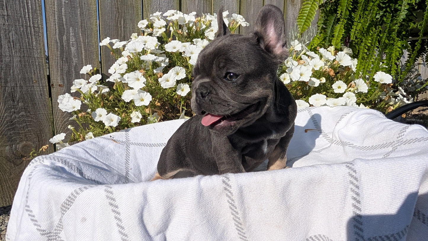 FRENCH BULLDOG (07/03) FEMALE