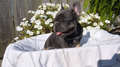 FRENCH BULLDOG (07/03) FEMALE