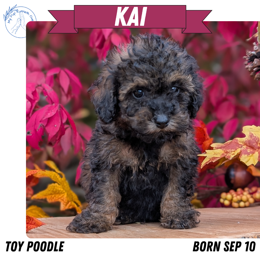 TOY POODLE (09/10) MALE