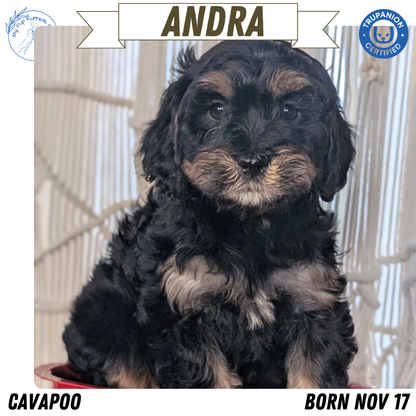 CAVAPOO (NOV 17) FEMALES